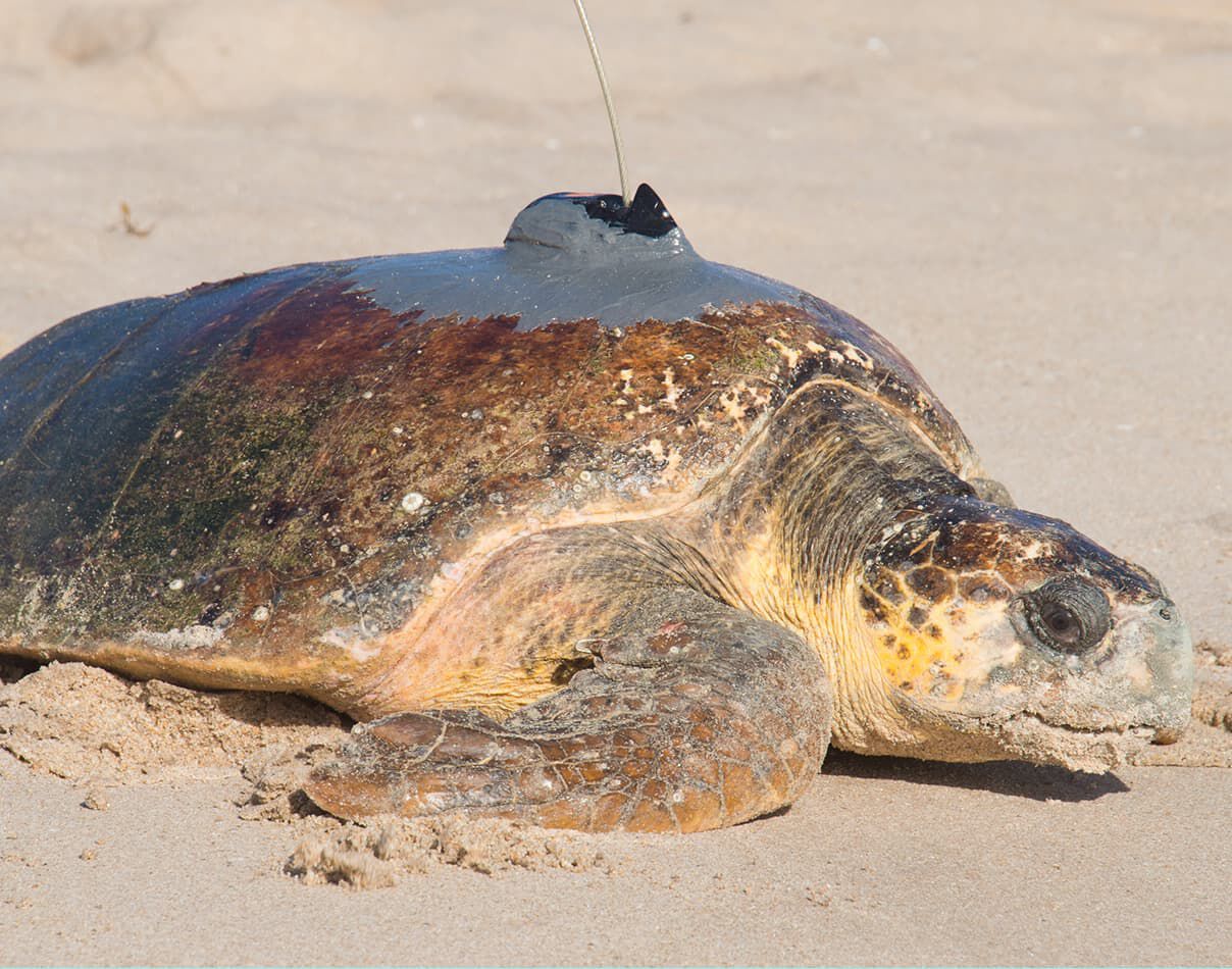 Shelly, the sea turtle, on sand with a tracker on her back