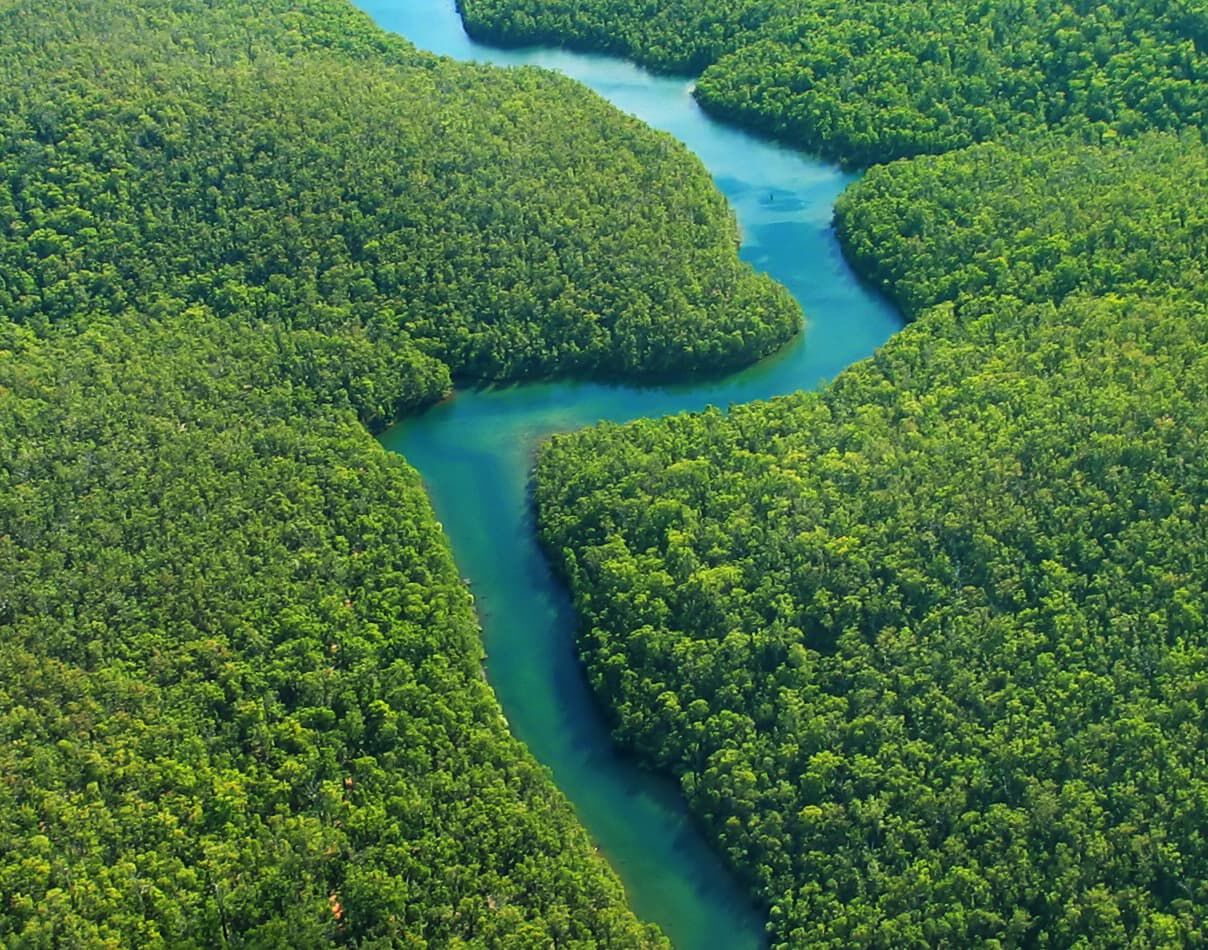the amazonian forest with a river running through